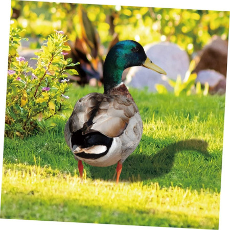 Set 2 Decoratiuni de Gradina,  Model Rata, Tip Placa, Grosime 3 mm, Fata-Verso, Multicolor